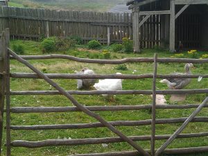 Geese in yard