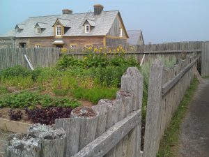 Garden in back yard